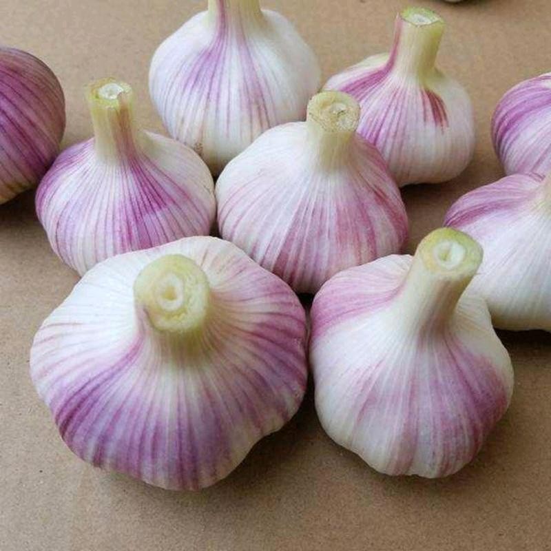 近几年大蒜价格走势图_大蒜市场分析及策略_杞县大蒜价格走势