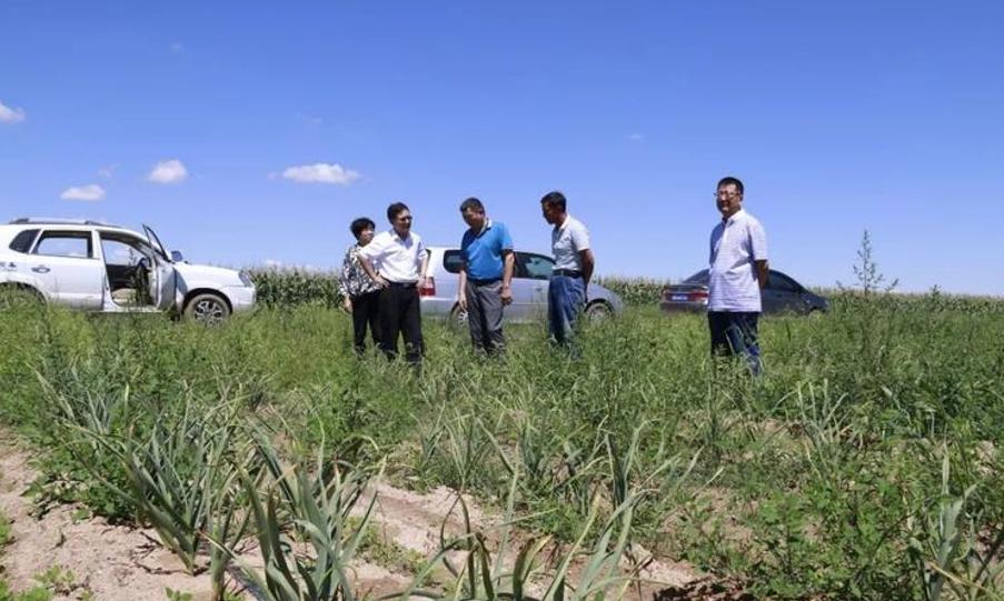 大蒜市场分析及策略_近几年大蒜价格走势图_杞县大蒜价格走势