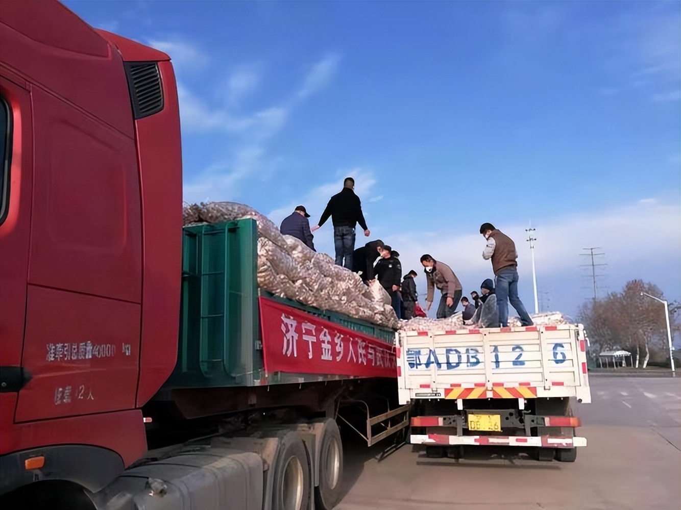 近几年大蒜价格走势图_大蒜市场分析及策略_杞县大蒜价格走势