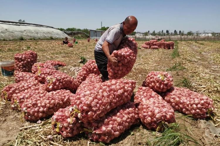 杞县大蒜价格走势_大蒜市场分析及策略_近几年大蒜价格走势图