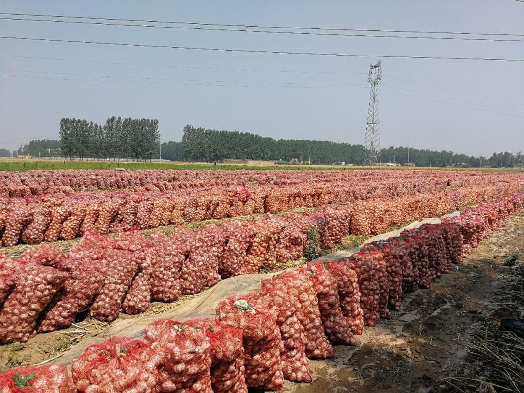 近几年大蒜价格走势图_杞县大蒜价格走势_大蒜市场分析及策略