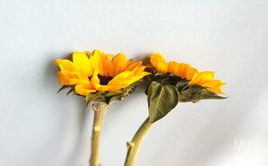 被人投诉怎么办？掌握这五步维权方法，轻松化解矛盾