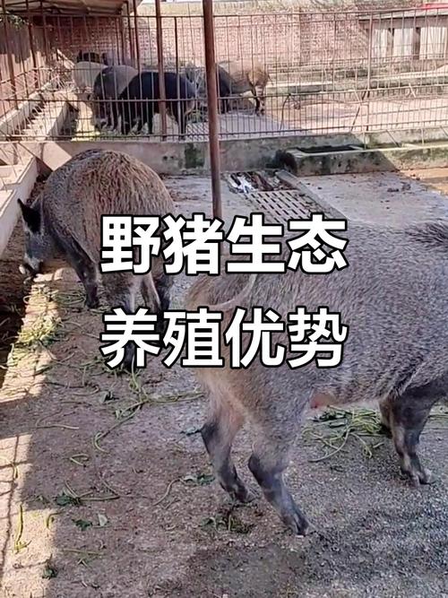 明年致富无本创业项目有哪些？特种野猪和芹菜养殖前景如何？