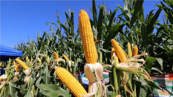 玉米籽粒直收技术_截止2025年底,我国玉米收获机械化率已经突破_玉米粒收机械化率