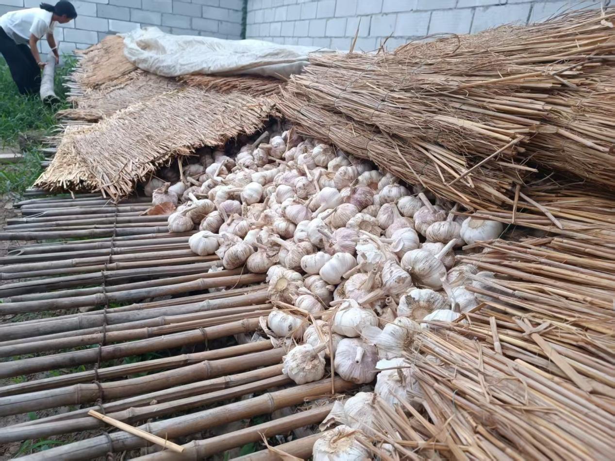 近几年大蒜价格走势图_杞县大蒜市场收蒜情况_南外环大蒜市场收家数量