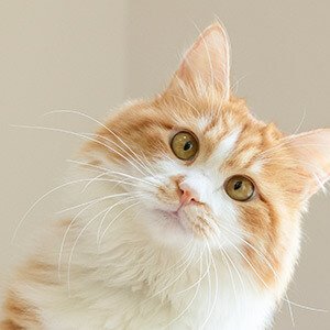 特许经营连锁业合法吗_合肥连锁经营是国家做的吗_我能在上海买一栋小产权房吗？购买合法吗？