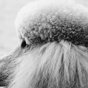 合肥连锁经营是国家做的吗_我能在上海买一栋小产权房吗？购买合法吗？_特许经营连锁业合法吗