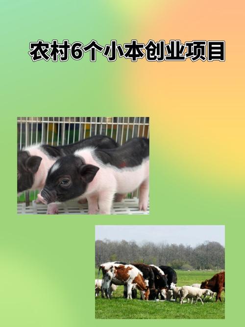 农村特色饲养业_现在在农村做什么生意赚钱投资小_农村生态农业体验园