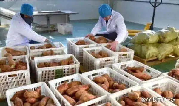 现在在农村做什么生意赚钱投资小_农村暴利小生意_返乡创业项目