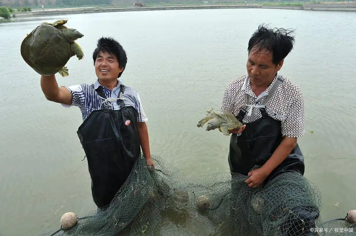 乡村民宿创业项目_农村电商销售特产_现在在农村做什么生意赚钱投资小