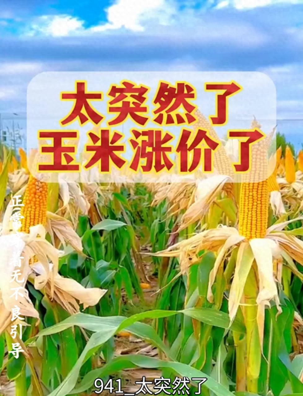 2026 年春节前夕玉米价格平稳，各产区情况有差异